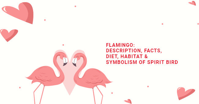 Flamingo: Description, Facts, Diet, Habitat & Symbolism Of Spirit Anim –  eCraftIndia