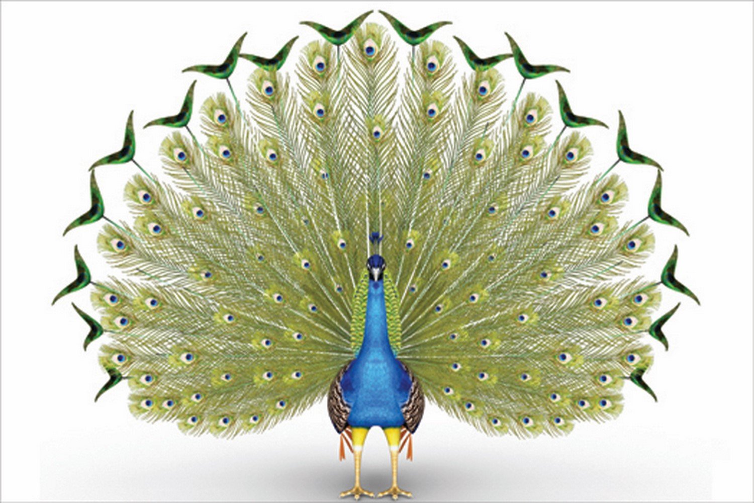 Dancing Peacock Design Self Adhesive Sparkle Coated Painting without frame